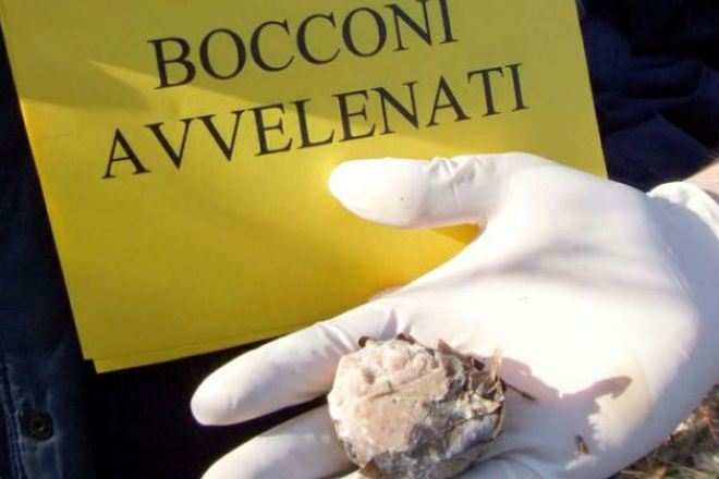 Photo of Bocconi avvelenati a Milano al giardino Verga