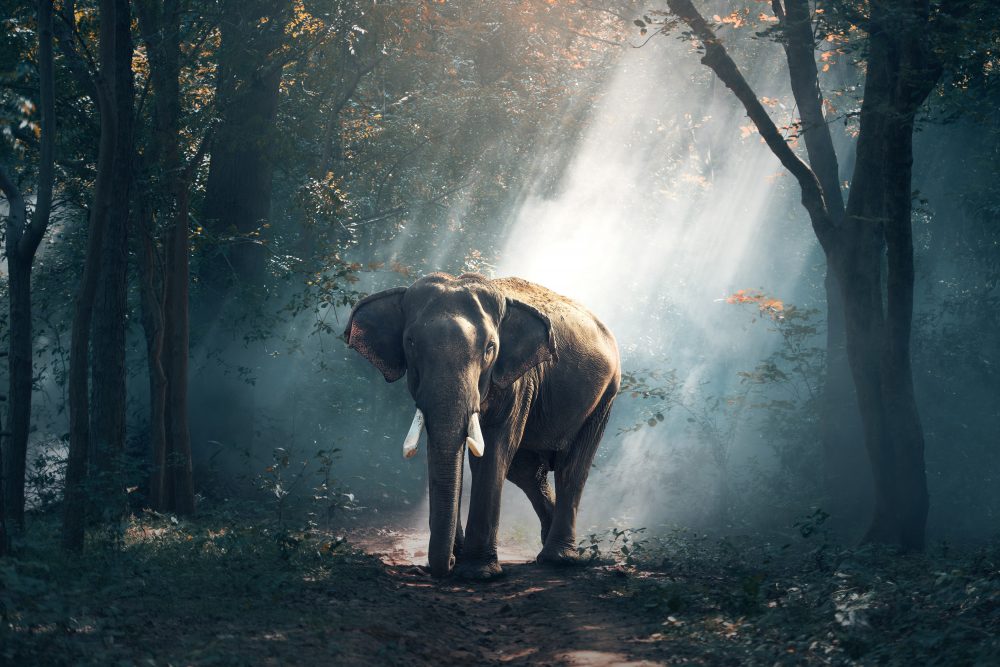 Photo of Lo zoo di Porta Venezia: Bombay, l’elefante indiano di Milano