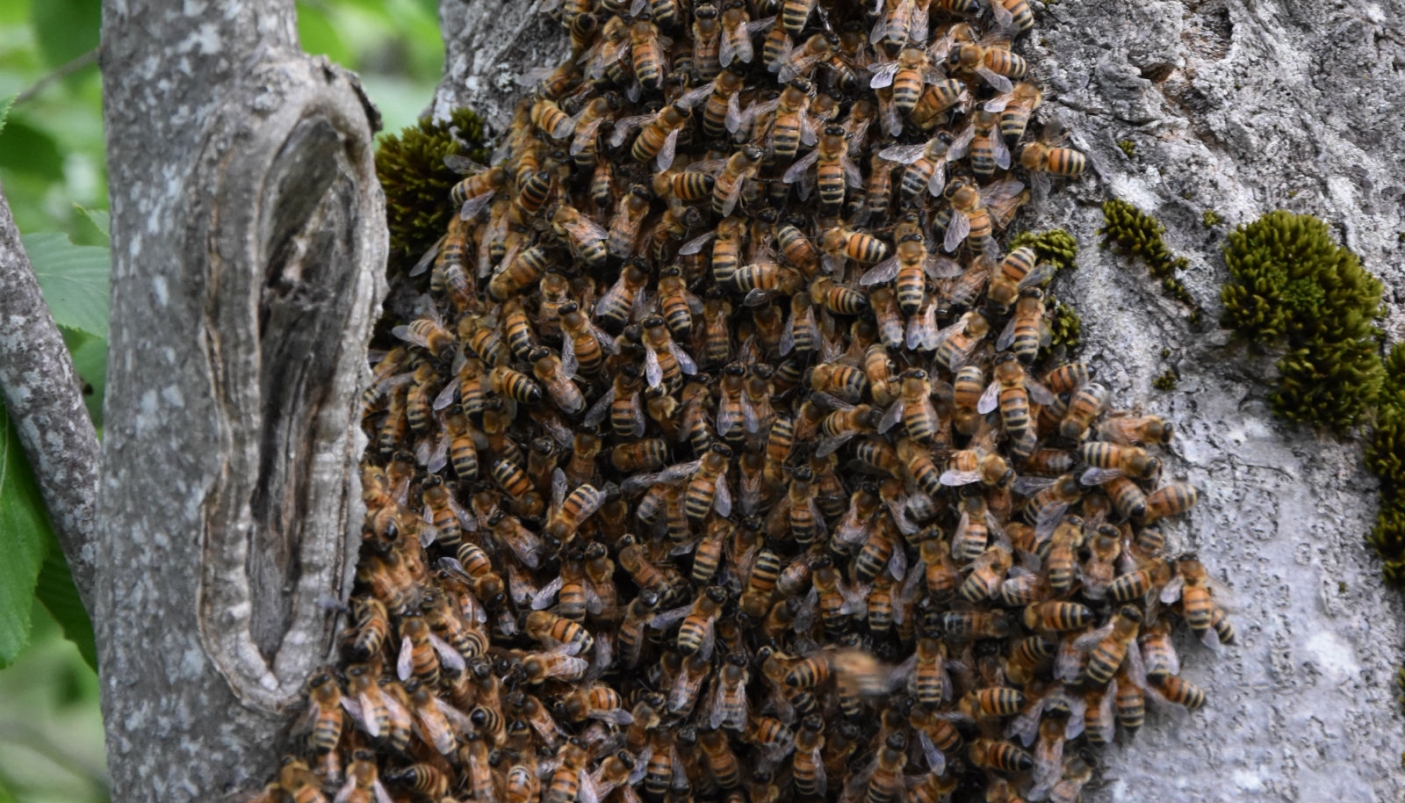 Photo of Invasione delle api a Milano: segnalazioni di sciami e nidi da ogni parte della città